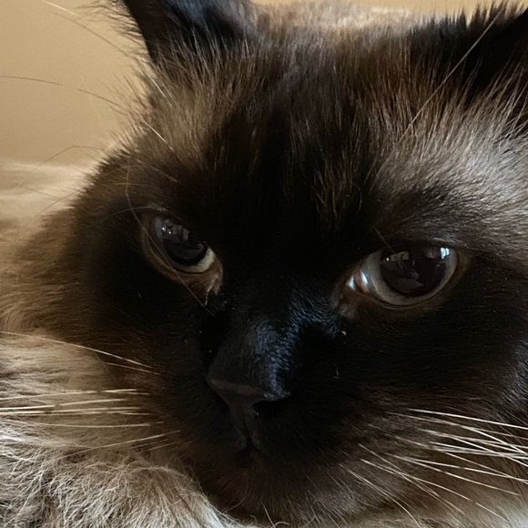 Meet your Posher, Amelia - Picture 1 of 1